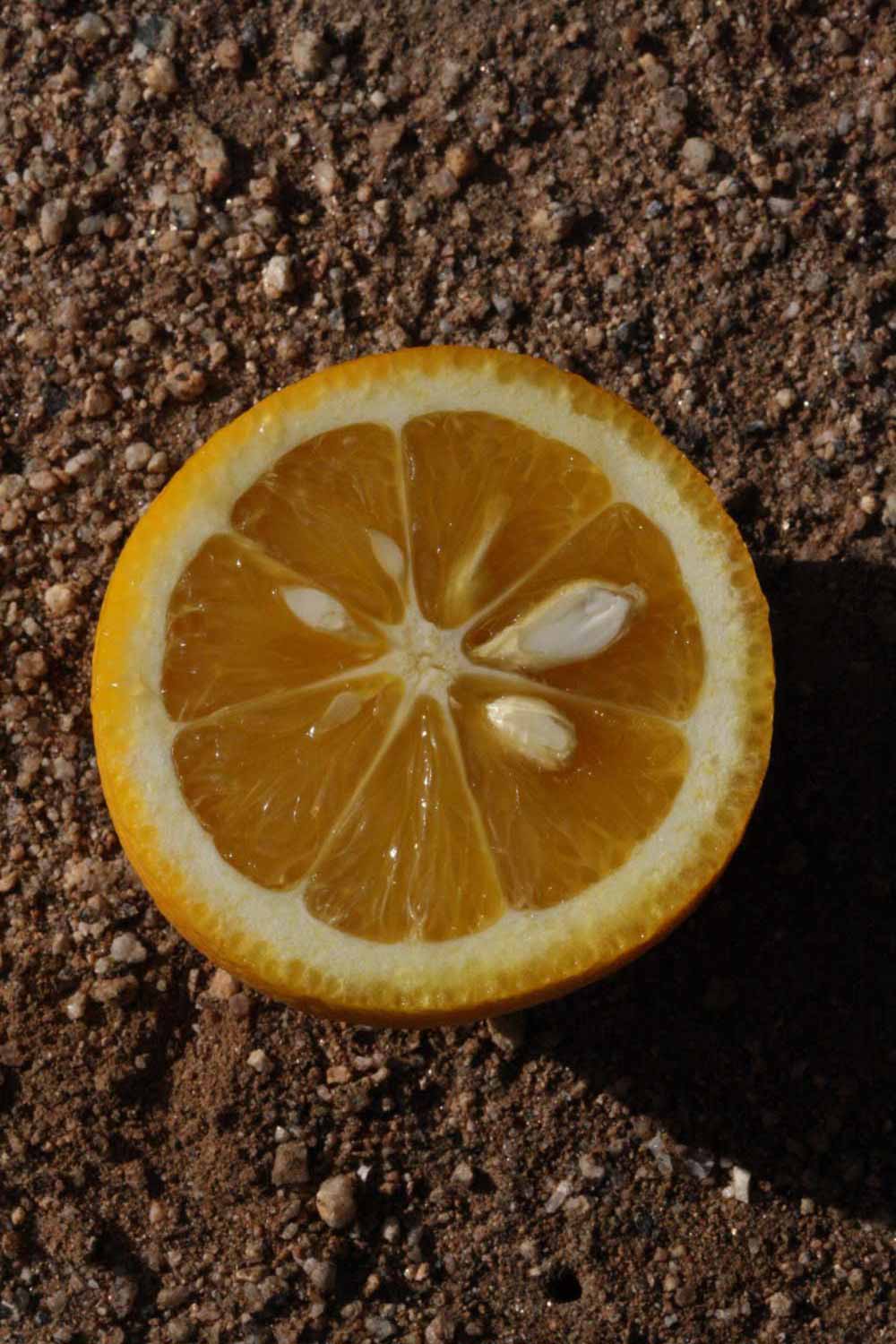              Fruit (Riverside, CA)       